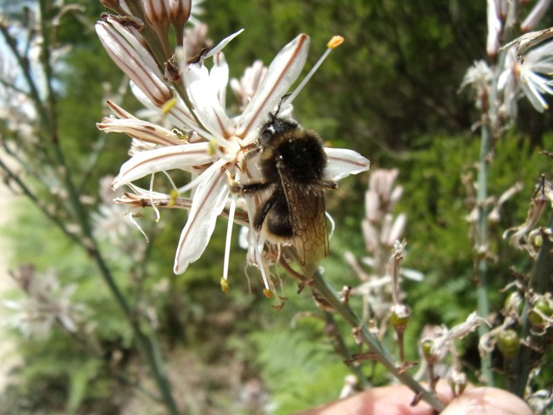 Bombus terrestris sassaricus, maschio